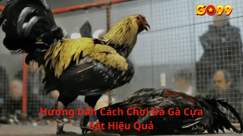 Hướng dẫn đặt cược đá gà cựa sắt tại Go99